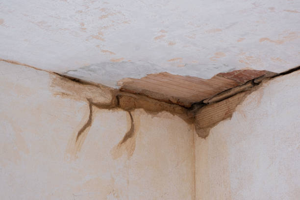 Best Mold removal after water damage  in Hasley Nyon, CA